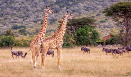 长颈鹿视频,揭秘它们的生活与习性